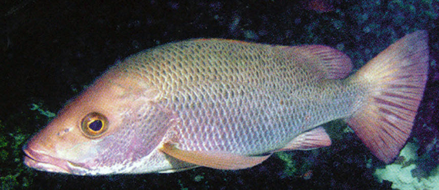 Lutjanus argentimaculatus_03.jpg